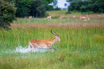 running antelope Waterbuck (Kobus ellipsiprymnus) in the african savannah namibia kruger park...