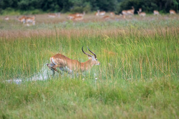 Naklejka na ściany i meble running antelope Waterbuck (Kobus ellipsiprymnus) in the african savannah namibia kruger park botswana masai mara