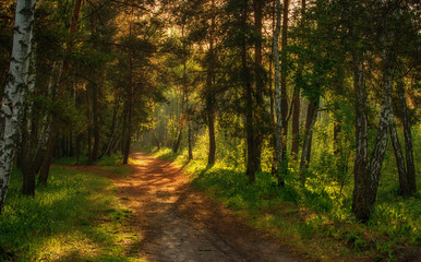 Obraz premium Walk in the forest. Morning. Sun rays. Landscape.