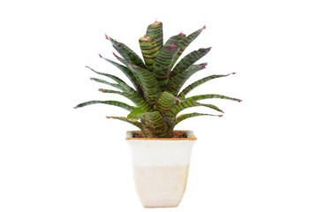 Ornamental plant.Bromeliad in ceramic pot isolated white background.