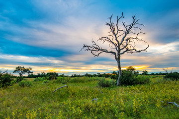 Botswana landscape view of trees and sky ready to rain at Kalahari desert, southern Africa.