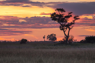 Fototapeta na wymiar Botswana landscape view of trees and sky ready to rain at Kalahari desert, southern Africa.