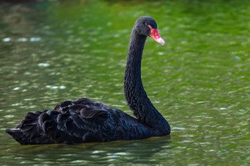 cisne