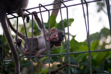 baby monkey has fun
