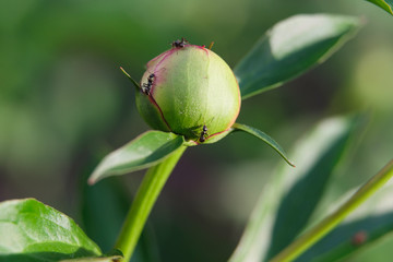 peony bud and ants