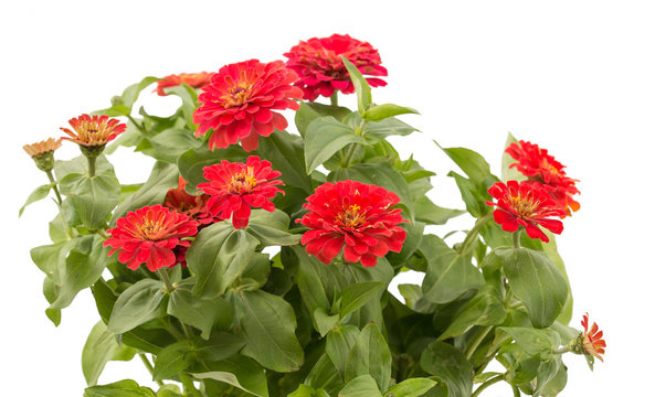 Zinnia elegans