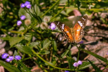 borboleta
