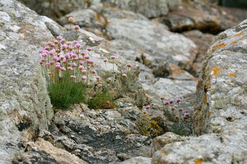 Fleurs des rochers en Bretagne