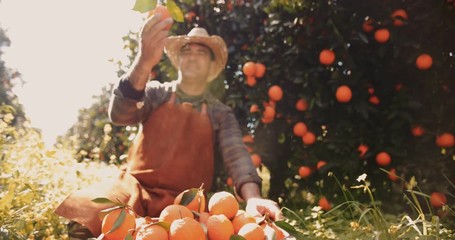 Farmer looking at fresh orange from orchard