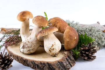 Mushroom Boletus on white  wooden Background with moss, heather plant