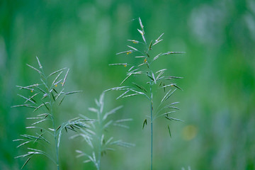 Fototapeta na wymiar трава поле зеленое на зеленом