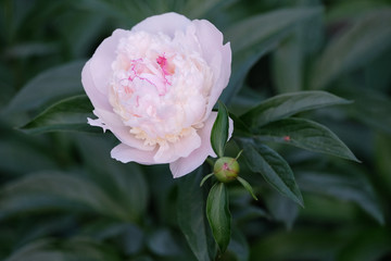 peony pink flower