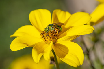 Green bee gahtering pollen on a yellow flower