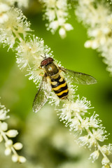 Syrphus fly gathering pollen on a goatsbeard flower