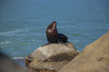 seal