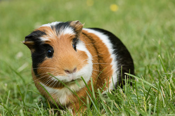Guinea pig (Cavia porcellus)