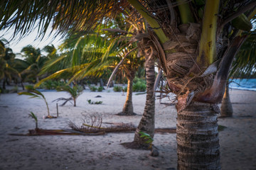Palm trees close up