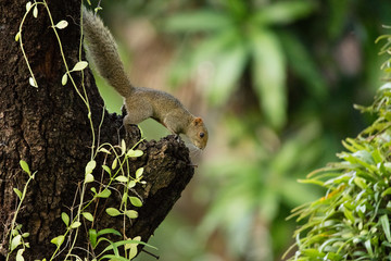 Grey-bellied squirrels live mostly in the tropical rainforests in Southeast Asia, though varieties have also been found in places like Nepal, Bangladesh and China. They forage for nuts, fruits, seeds