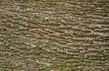 Relief creative texture of an old oak bark. Embossed texture of the bark of oak.