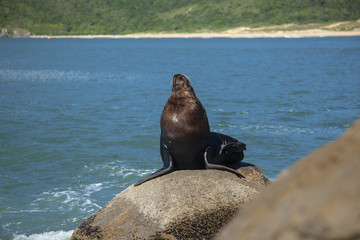 seal