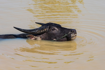 Fototapeta premium Kambodscha - Wasserbüffel bei Siem Reap