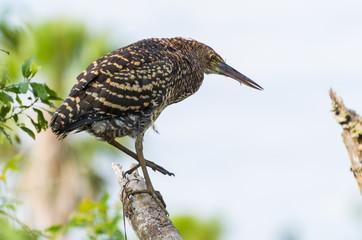 Beautiful Soco Boi or Rufescent Tiger-Heron (Tigrisoma lineatum) in the Brazilian wetland.
