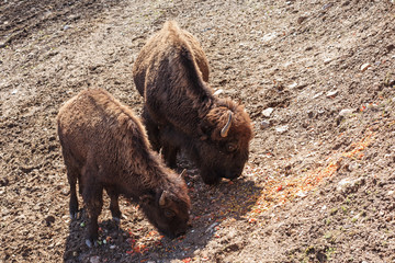 Bisons im Trentino