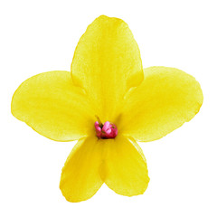 Indoor flower pink yellow Viola isolated on white background. Close-up. Macro. Element of design.