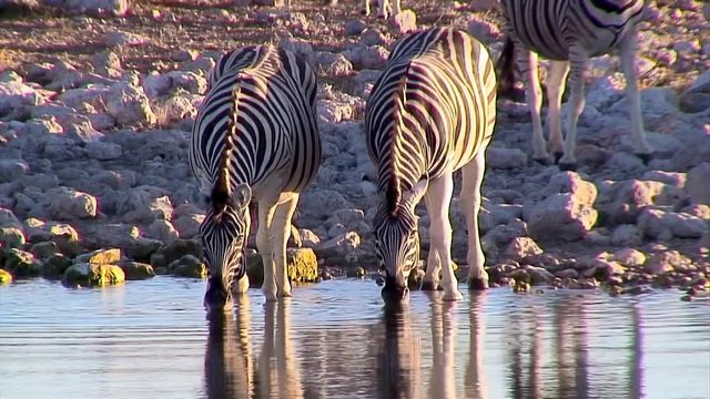 Zebra Quickly Retreat in Fear at Waterhole