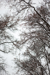 winter, winter city, winter in the park, snow, frost, cold, snowstorm