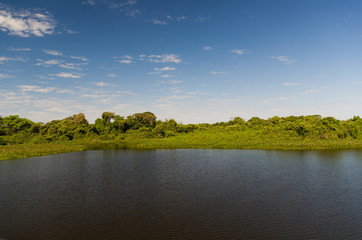 Beautiful image of the Brazilian wetland, region rich in fauna and flora.