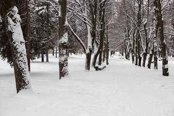 winter, winter city, winter in the park, snow, frost, cold, snowstorm