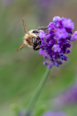 Biene auf Lavendel