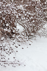 winter, winter city, winter in the park, snow, frost, cold, snowstorm