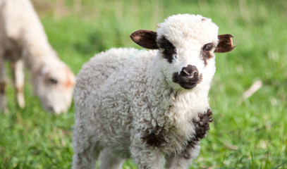 Fototapeta premium portrait of cute little lamb grazing in green spring meadow
