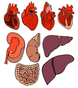 Real heart.  illustration