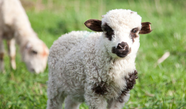 portrait of cute little lamb grazing in green spring meadow