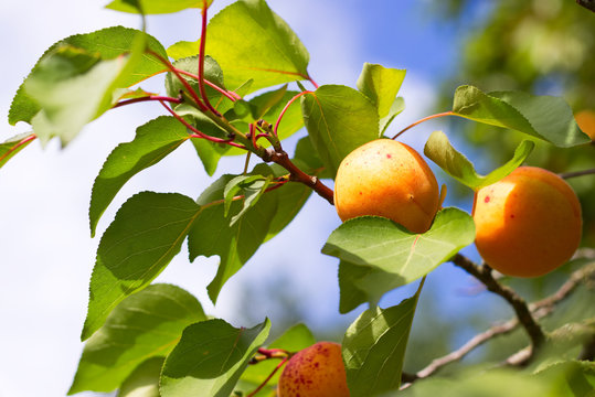 Ripe apricots on branch after rain