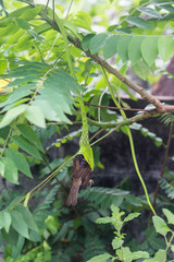 Green snake eating bird