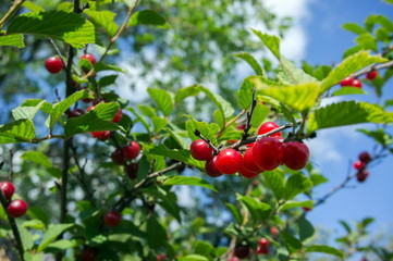 Ripe red Siberian cherries hanging on a branch against the sky.