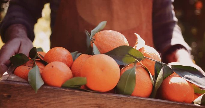 Farmer holding wooden basket full of oranges in orchard