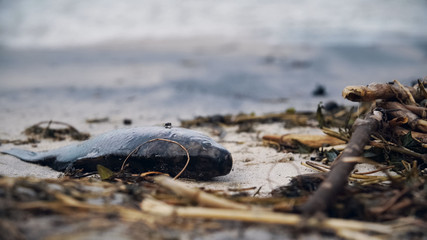 Stink dead fish decaying on polluted seashore, toxic waste harming nature