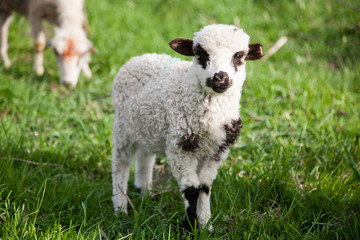 Naklejka na ściany i meble portrait of cute little lamb grazing in green spring meadow