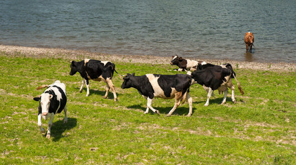 Naklejka na ściany i meble Lifestyle concept beautiful river valley landscape on background Panoramic photo of flock of cows on the river in the sunny day.