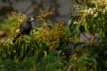 Pássaro - Anu Preto