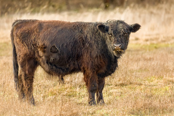 In the nature park cattle, of very robust cattle breeds, have been settled. They ensure that the vegetation is kept short - Hobrechtsfelde Forest, Hobrechtsfelde (near Berlin), Germany