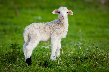 portrait of cute little lamb grazing in green spring meadow