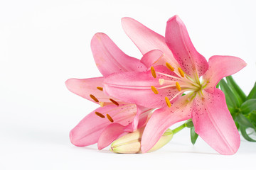 Beautiful pink lily on a white background.