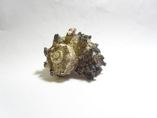 Gray mossy shell on white