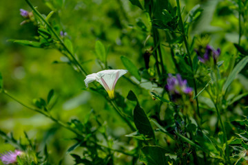 flower, white, nature, spring, green, plant, butterfly, garden, summer, forest, macro, tree, flowers, grass, leaf, bloom, beauty, blossom, flora, beautiful, snowdrops, snowdrop, petal, floral, season